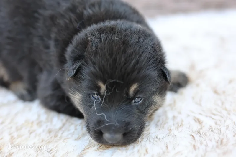 Black long hair) – German Shepherd Dog puppy on hold in Chatsworth, GA