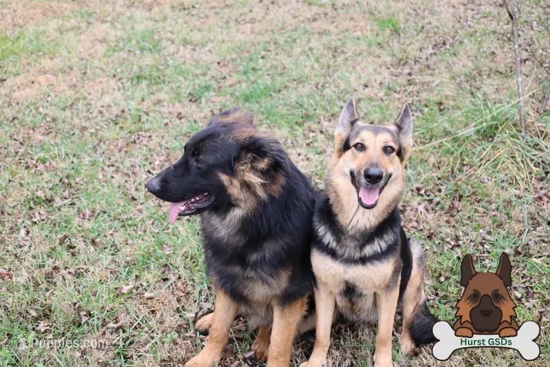 Black (mid/long hair) – German Shepherd Dog puppy for sale in Chatsworth, GA