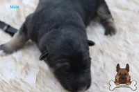 Black (mid/long hair), a male German Shepherd Dog for sale in Chatsworth, GA – Photo 1 of 10