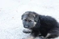 Long haired Green collar, a female German Shepherd Dog for sale in Chatsworth, GA – 3 of 10