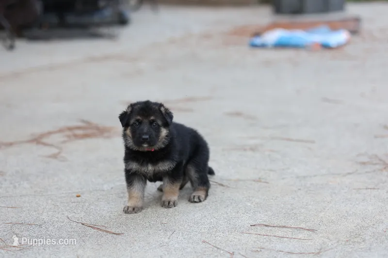 Red Collar – German Shepherd Dog puppy for sale in Chatsworth, GA