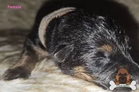 Grey collar (long hair), a female German Shepherd Dog for sale in Chatsworth, GA – Photo 2 of 4