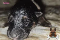 Grey collar (long hair), a female German Shepherd Dog for sale in Chatsworth, GA – Photo 1 of 4