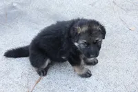 Long haired Green collar, a female German Shepherd Dog for sale in Chatsworth, GA – 5 of 10