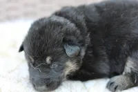 Green collar (long hair), a male German Shepherd Dog for sale in Chatsworth, GA – Photo 6 of 7