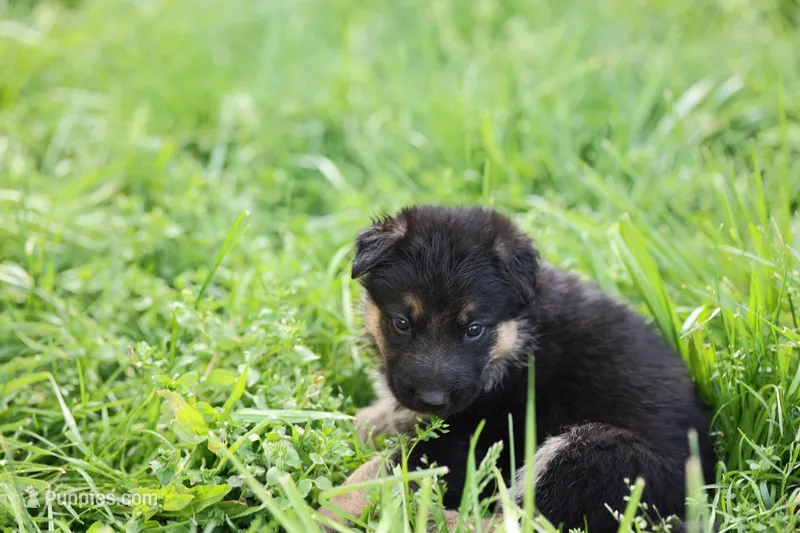 Green collar (long hair) – German Shepherd Dog puppy for sale in Chatsworth, GA