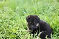 Green collar (long hair), a male German Shepherd Dog for sale in Chatsworth, GA – Photo 1 of 6