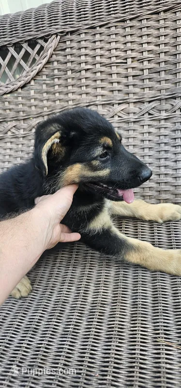 Green collar – German Shepherd Dog puppy for sale in Chatsworth, GA