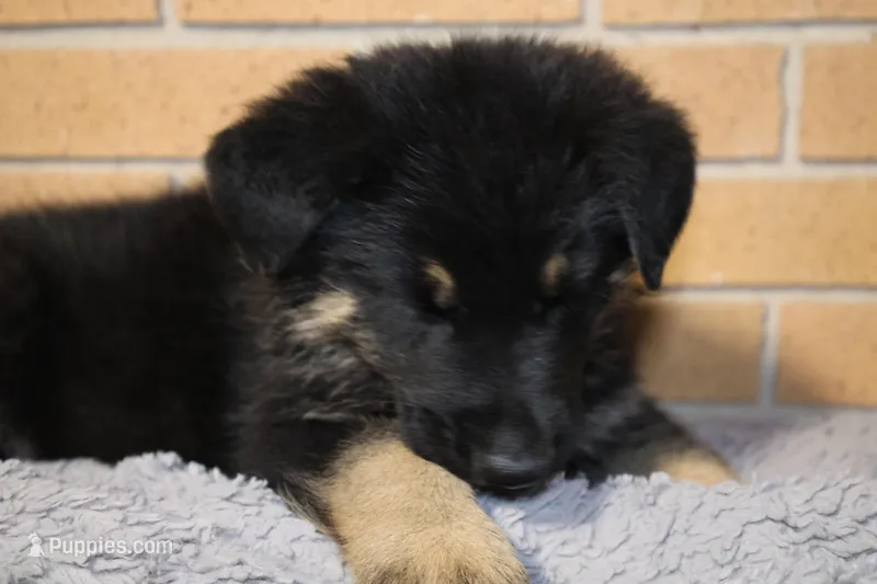 Green collar – German Shepherd Dog puppy for sale in Chatsworth, GA