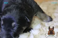 Green collar (mid/long hair), a male German Shepherd Dog for sale in Chatsworth, GA – Photo 2 of 7