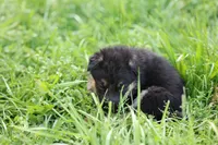 Green collar (long hair), a male German Shepherd Dog for sale in Chatsworth, GA – Photo 3 of 6