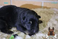 Green collar (mid/long hair), a male German Shepherd Dog for sale in Chatsworth, GA – Photo 4 of 7