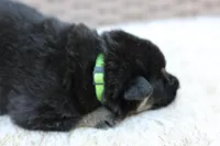 Green collar (long hair), a male German Shepherd Dog for sale in Chatsworth, GA – Photo 3 of 7