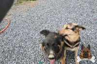 Green collar (mid/long hair), a male German Shepherd Dog for sale in Chatsworth, GA – Photo 7 of 7