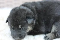 Green collar (long hair), a male German Shepherd Dog for sale in Chatsworth, GA – Photo 7 of 7