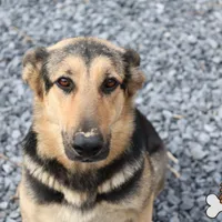 Green collar (long hair), a male German Shepherd Dog for sale in Chatsworth, GA – Photo 2 of 7