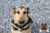 Green collar (mid/long hair), a male German Shepherd Dog for sale in Chatsworth, GA – Photo 5 of 7