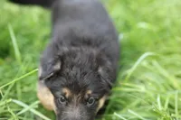 Green collar (long hair), a male German Shepherd Dog for sale in Chatsworth, GA – Photo 2 of 6