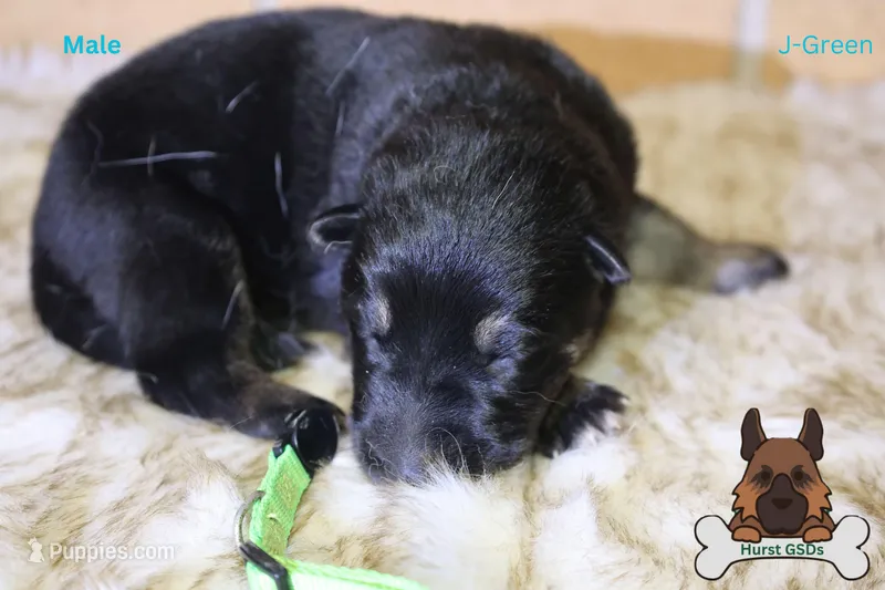 Green collar (mid/long hair)