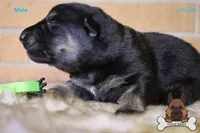 Green collar (mid/long hair), a male German Shepherd Dog for sale in Chatsworth, GA – Photo 3 of 7