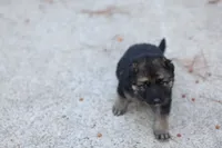 Blue  collar, a female German Shepherd Dog for sale in Chatsworth, GA – 4 of 9
