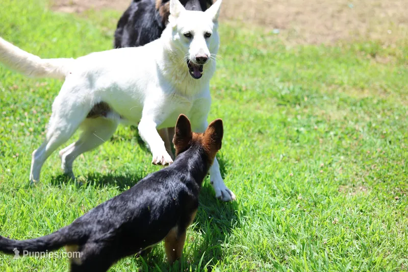 August  litter – German Shepherd Dog puppy for sale in Chatsworth, GA