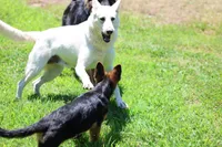 August  litter, a  German Shepherd Dog for sale in Chatsworth, GA – 1 of 6