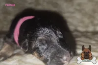 Rose collar (long hair), a female German Shepherd Dog for sale in Chatsworth, GA – Photo 2 of 4