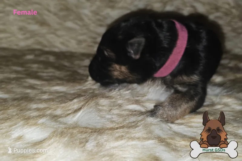 Rose collar (long hair)