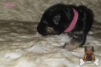 Rose collar (long hair), a female German Shepherd Dog for sale in Chatsworth, GA – Photo 1 of 4