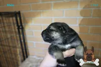 Red (mid/long hair), a male German Shepherd Dog for sale in Chatsworth, GA – Photo 2 of 6