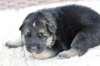 Red ( long hair), a male German Shepherd Dog for sale in Chatsworth, GA – Photo 6 of 7
