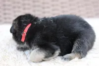 Red ( long hair), a male German Shepherd Dog for sale in Chatsworth, GA – Photo 5 of 7