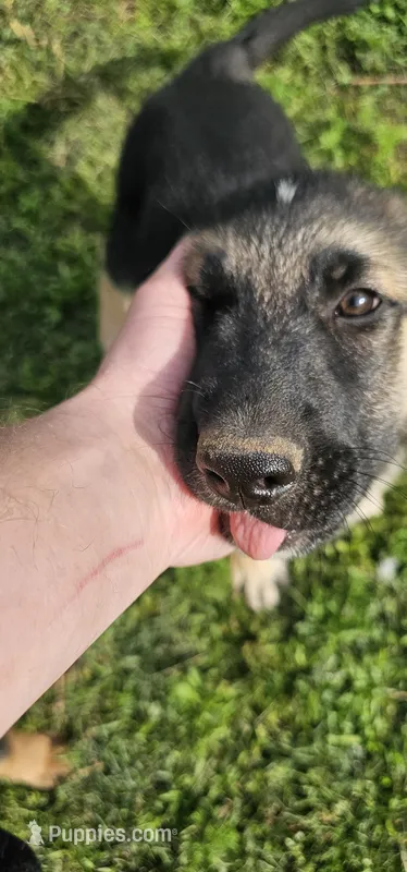 Red collar  – German Shepherd Dog puppy for sale in Chatsworth, GA