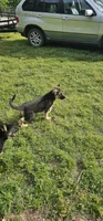 Red collar , a male German Shepherd Dog for sale in Chatsworth, GA – 2 of 8