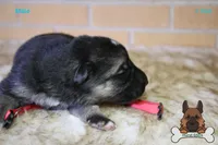 Red (mid/long hair), a male German Shepherd Dog for sale in Chatsworth, GA – Photo 3 of 6