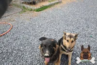 Red (mid/long hair), a male German Shepherd Dog for sale in Chatsworth, GA – Photo 5 of 6