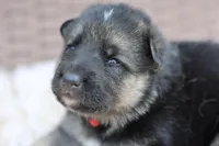 Red ( long hair), a male German Shepherd Dog for sale in Chatsworth, GA – Photo 3 of 7