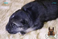 Red (mid/long hair), a male German Shepherd Dog for sale in Chatsworth, GA – Photo 4 of 6