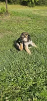 Red collar , a male German Shepherd Dog for sale in Chatsworth, GA – 3 of 8