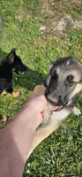 Red collar , a male German Shepherd Dog for sale in Chatsworth, GA – 4 of 8