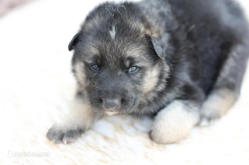Red ( long hair) – German Shepherd Dog puppy for sale in Chatsworth, GA