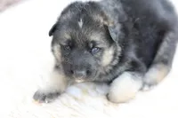 Red ( long hair), a male German Shepherd Dog for sale in Chatsworth, GA – Photo 1 of 7