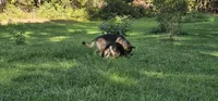 Future litter  October 20th.  AKC, a  German Shepherd Dog for sale in Chatsworth, GA – 4 of 8
