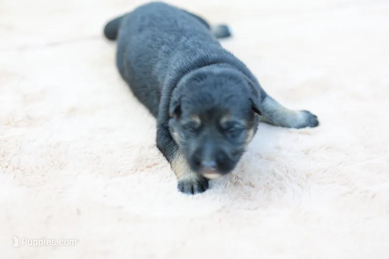 Orange collar – German Shepherd Dog puppy for sale in Chatsworth, GA