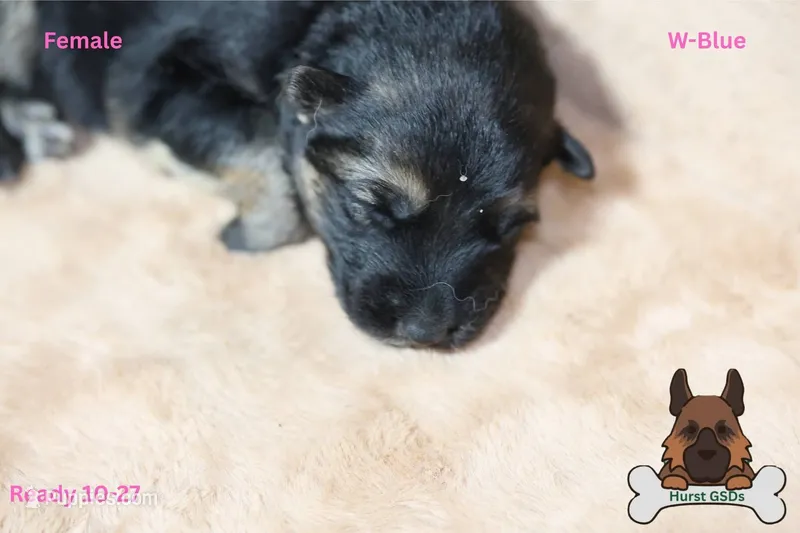 Blue  collar – German Shepherd Dog puppy for sale in Chatsworth, GA