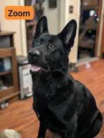 Yellow, a female German Shepherd Dog for sale in Chatsworth, GA – Photo 9 of 10