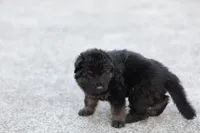 Green  (long hair), a male German Shepherd Dog for sale in Chatsworth, GA – Photo 3 of 7