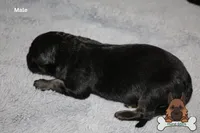 Green  (mid/long hair), a male German Shepherd Dog for sale in Chatsworth, GA – Photo 6 of 9