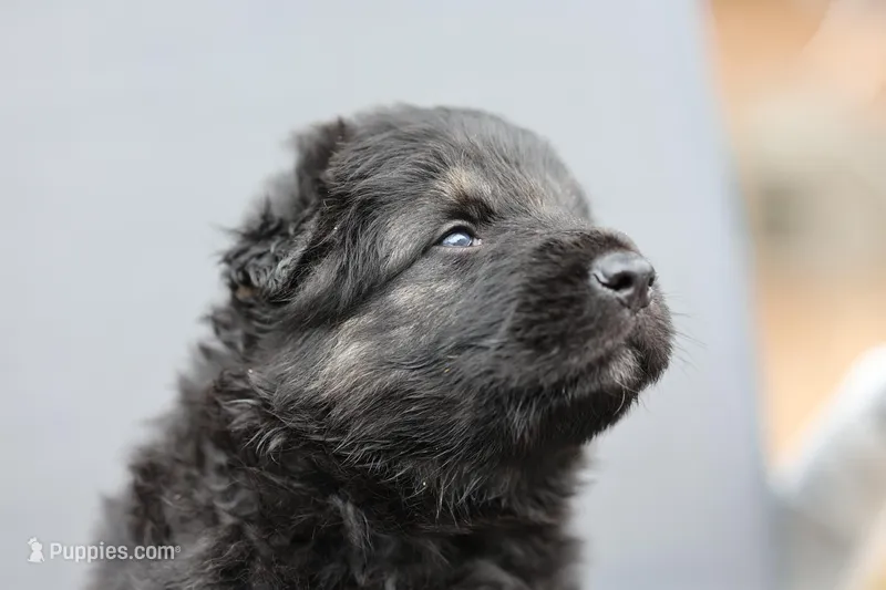 Green  (mid/long hair) – German Shepherd Dog puppy for sale in Chatsworth, GA